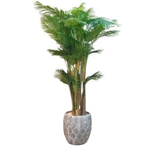 Areka Ağaç 150x250cm