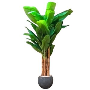 6 Gövdeli Muz Ağacı 150x290cm