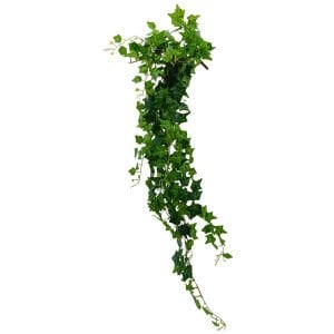 Hedera Sarmaşık 105cm