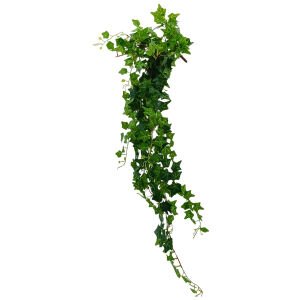 Hedera Sarmaşık 105cm