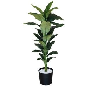 Difenbahya Ağaç 85x170cm