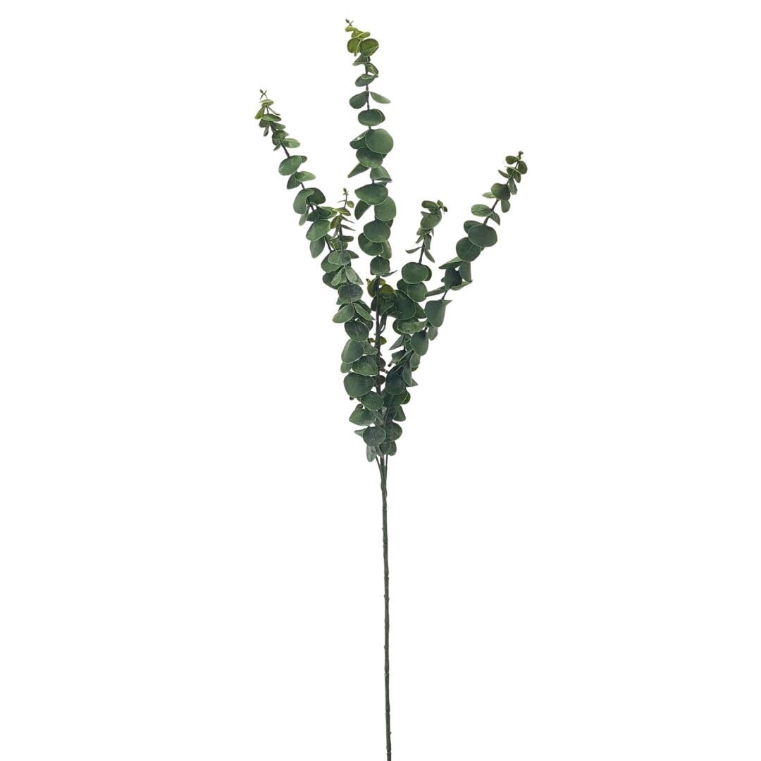 Okaliptus 90cm