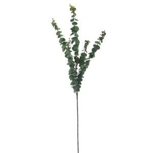 Okaliptus 90cm